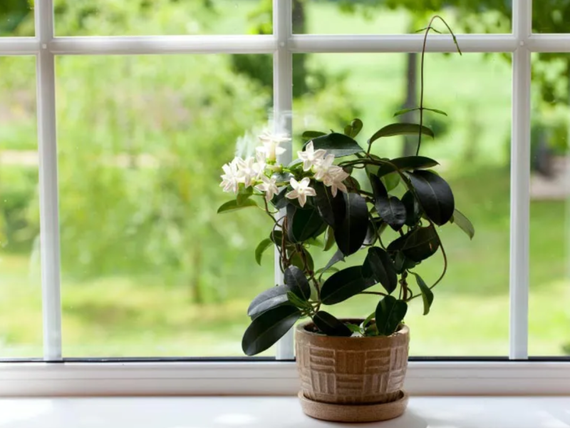 4 loại cây giúp phòng ngủ trong lành, góp phần mang đến giấc ngủ ngon