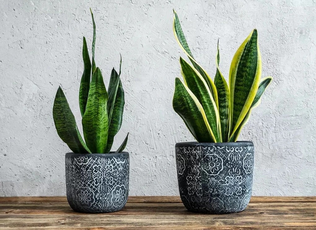 9 cây cảnh sống khỏe trong phòng kín thiếu sáng, chuyên gia gợi ý trồng - 2 9 cây cảnh sống khỏe trong phòng kín thiếu sáng, chuyên gia gợi ý trồng - 2